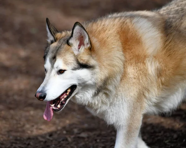 美しいハスキー犬の子犬 — ストック写真
