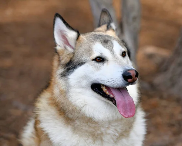 Piękny Szczeniak Husky Dog — Zdjęcie stockowe