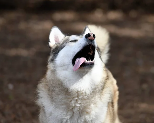 Bonito Cachorro Husky Dog — Fotografia de Stock