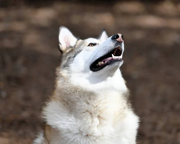 Gyönyörű Husky Kutya Kiskutya — Stock Fotó