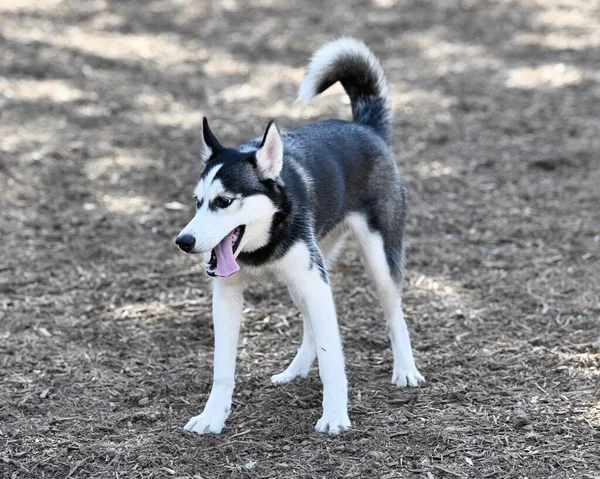 Piękny Szczeniak Husky Dog — Zdjęcie stockowe