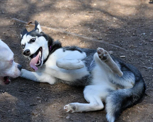 Mooie Husky Dog Puppy — Stockfoto