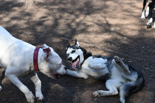 Bonito Cachorro Husky Dog — Fotografia de Stock