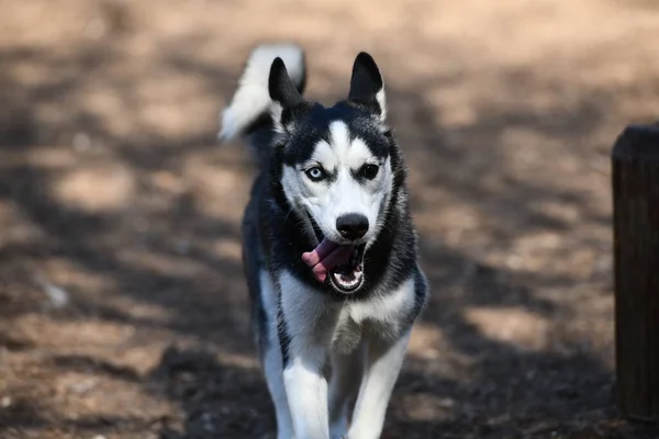 Vacker Husky Dog Puppy — Stockfoto