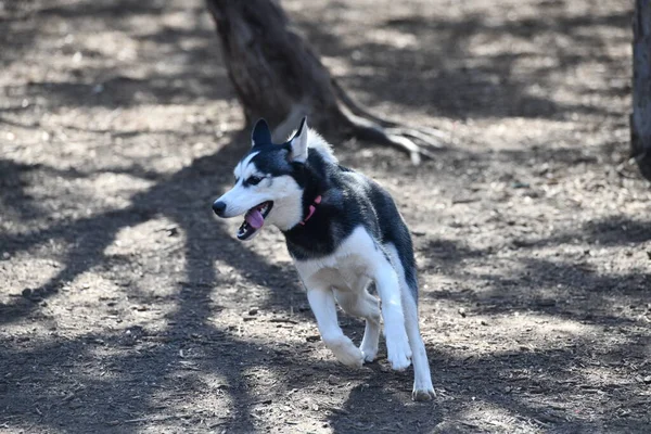 Vakre Husky Dog Valp – stockfoto