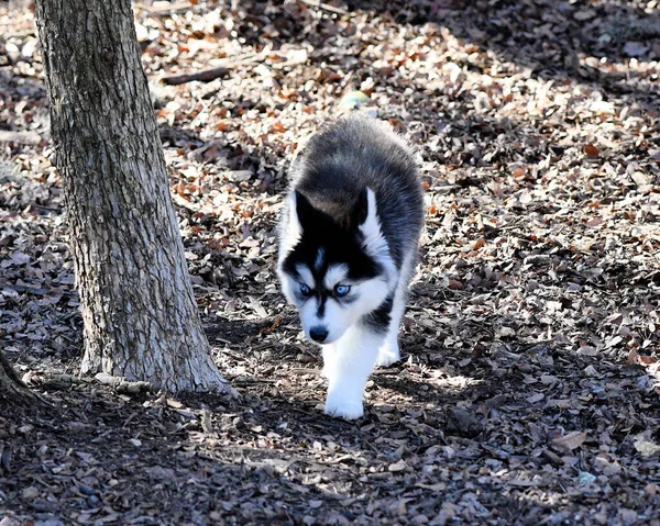 Piękny Szczeniak Husky Dog — Zdjęcie stockowe