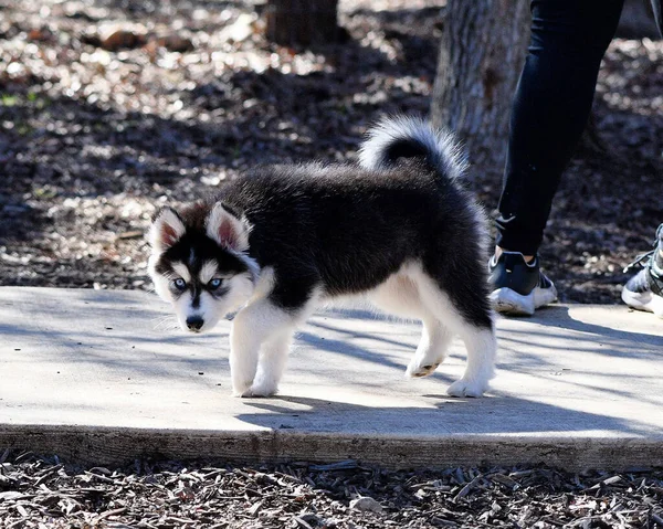 Hermoso Perro Husky Cachorro —  Fotos de Stock