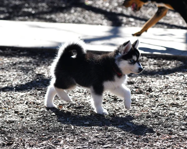 Hermoso Perro Husky Cachorro — Foto de Stock