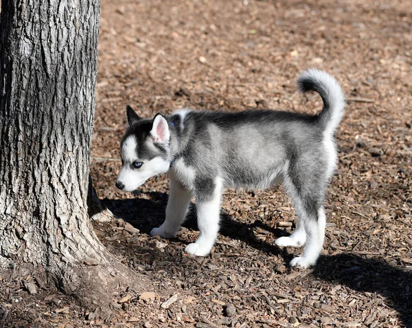 Hermoso Perro Husky Cachorro — Foto de Stock