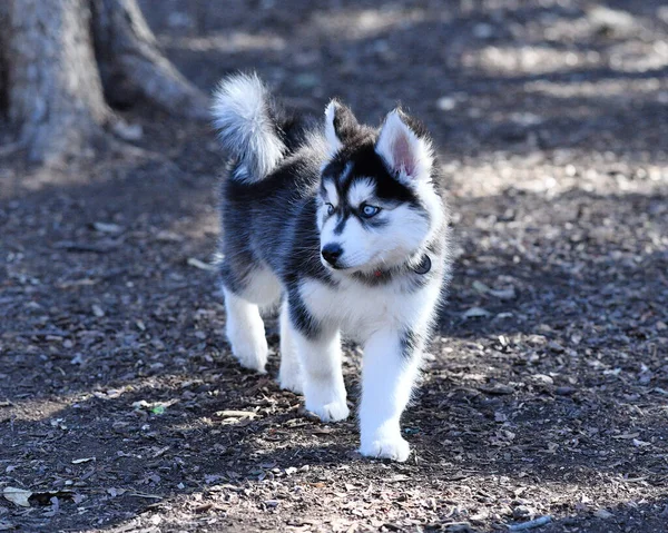 Hermoso Perro Husky Cachorro —  Fotos de Stock