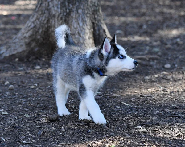 美しいハスキー犬の子犬 — ストック写真