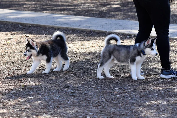 Piękny Szczeniak Husky Dog — Zdjęcie stockowe