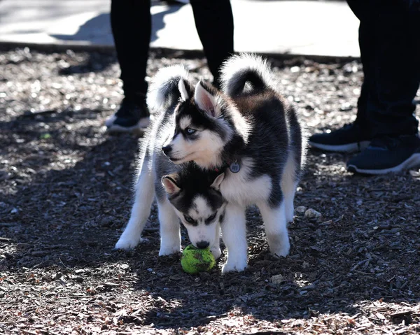 Piękny Szczeniak Husky Dog — Zdjęcie stockowe