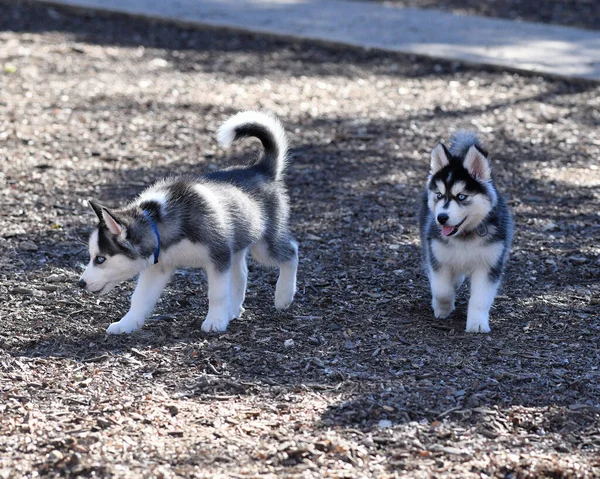 Piękny Szczeniak Husky Dog — Zdjęcie stockowe