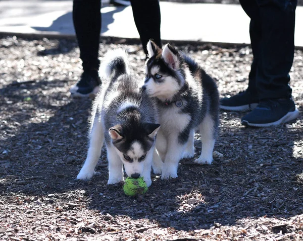 Vacker Husky Dog Puppy — Stockfoto