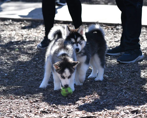 Mooie Husky Dog Puppy — Stockfoto