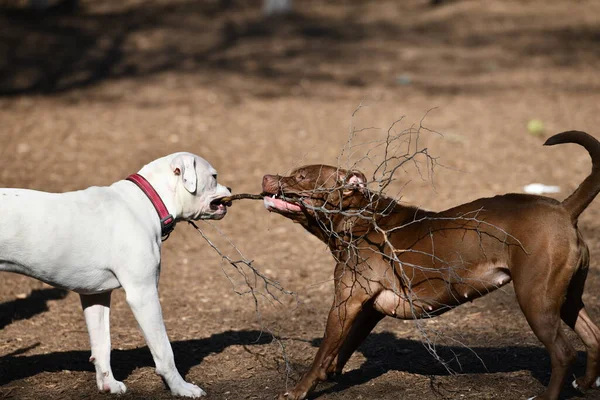 Pit Bull Brincando Com Outros Cães Parque — Fotografia de Stock