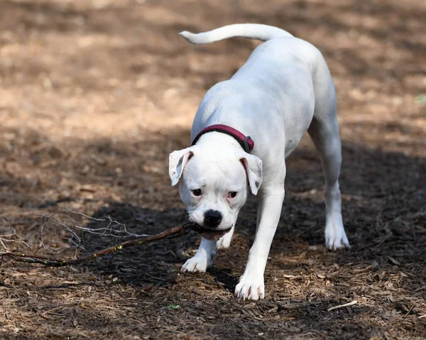 Pit Bull Bawi Się Innymi Psami Parku — Zdjęcie stockowe