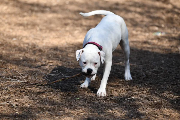 Pit Bull Bawi Się Innymi Psami Parku — Zdjęcie stockowe