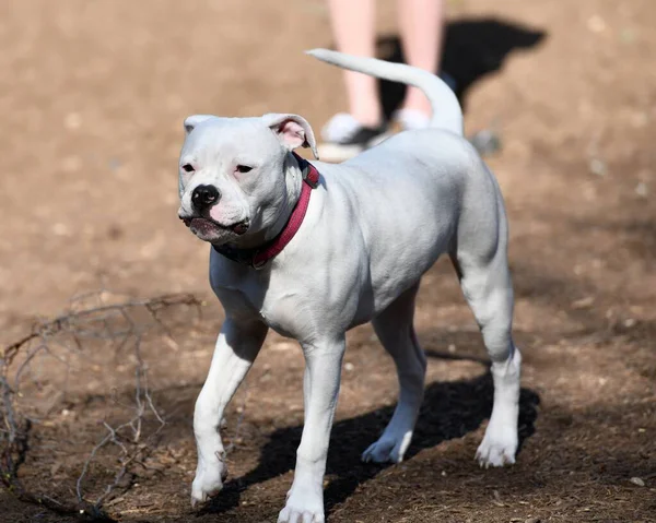 Pit Bull Bawi Się Innymi Psami Parku — Zdjęcie stockowe