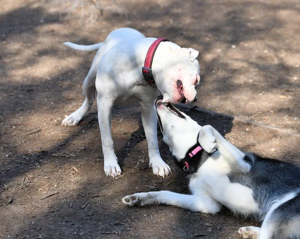 Pitbull Parkta Diğer Köpeklerle Oynuyor — Stok fotoğraf