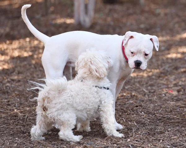 Pit Bull Spielt Mit Anderen Hunden Park — Stockfoto