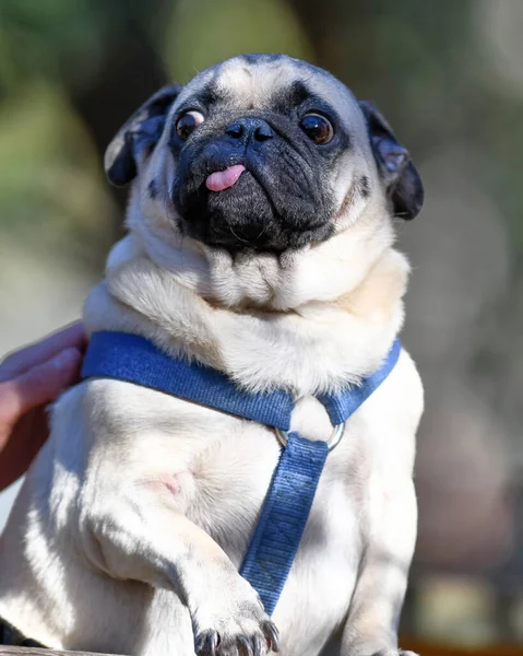 Carino Piccolo Carlino Che Gioca Nel Parco — Foto Stock