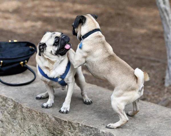 Carino Piccolo Carlino Che Gioca Nel Parco — Foto Stock