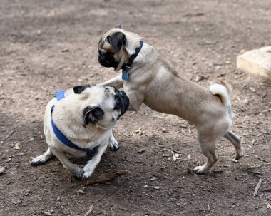 Parkta oynayan sevimli Pug.