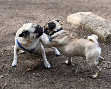 Parkta oynayan sevimli Pug.