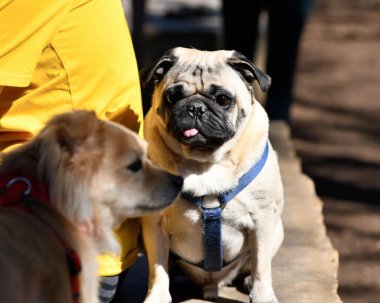 Parkta oynayan sevimli Pug.