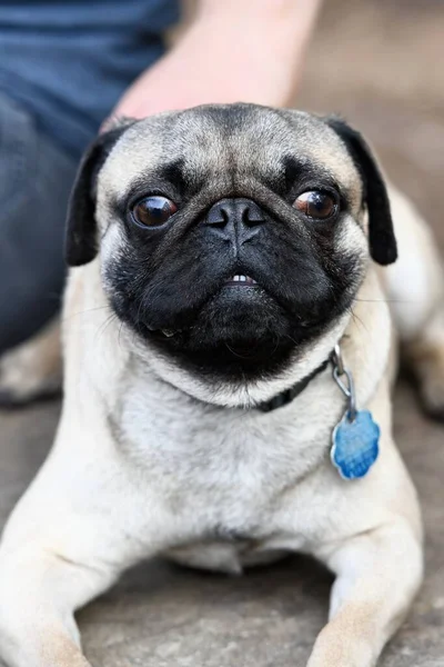 Cute Little Pug Playing Park — Stock Photo, Image