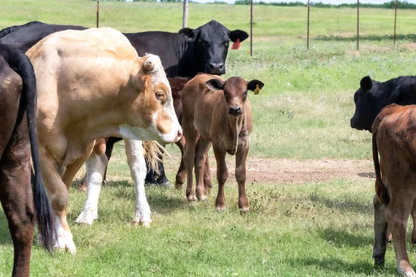 Texas Cows Pasture — Stock Photo, Image