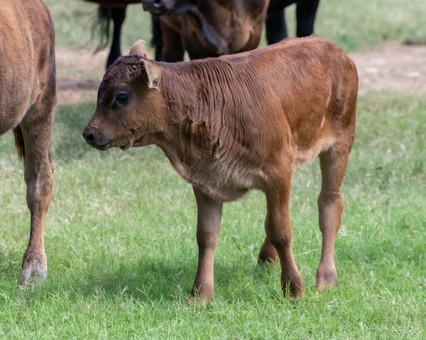 Техасские Коровы Пастбище — стоковое фото