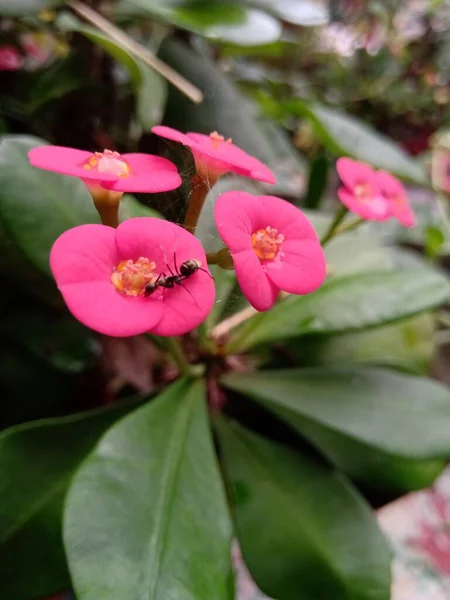 Closeup Shot Euphorbia Flower Having Ant Ant Takes Honey Water — Stock Photo, Image