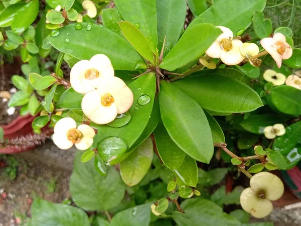 White Euphorbia Plant Ant Green Leaves Can See Water Droplets — Stock Photo, Image