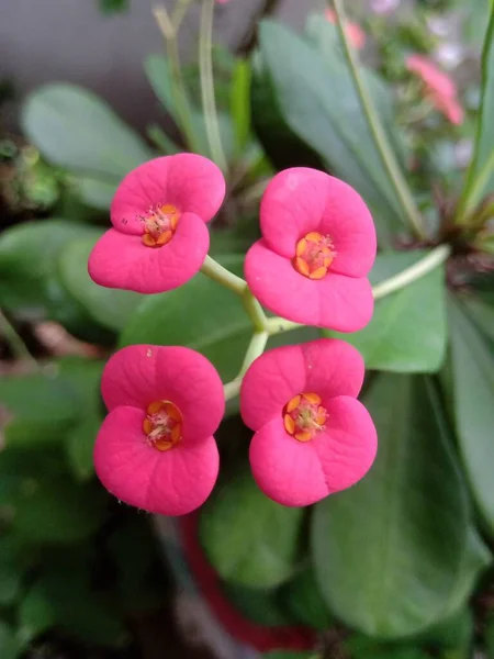 菊花一种菊花属植物 有四朵粉红色的花 花的顶部只有一根茎 在浅水深的条件下也能看到绿色的叶子 — 图库照片