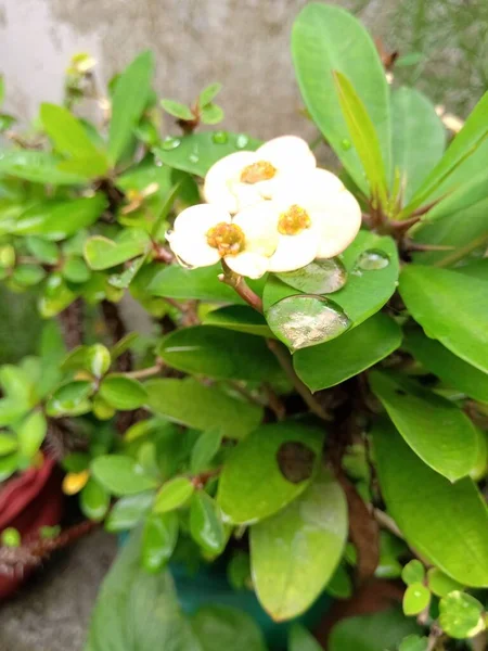 Bílá Euforbie Rostlina Mravencem Zelené Listy Ním Můžete Vidět Kapky — Stock fotografie