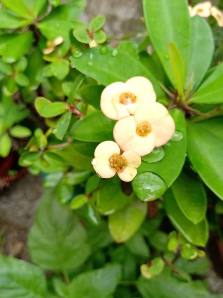 Bílá Euforbie Rostlina Mravencem Zelené Listy Ním Můžete Vidět Kapky — Stock fotografie