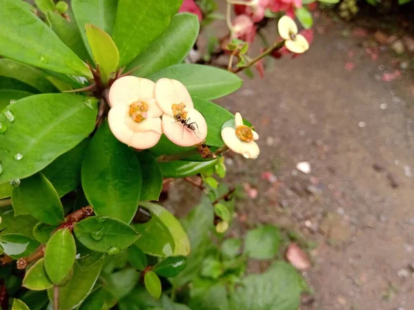 Bílá Euforie Květina Mravenci Okvětních Lístcích Zelenými Listy Můžete Vidět — Stock fotografie