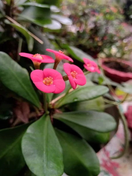 植物顶部有一束花 有四个幼花 花被聚焦在一起 — 图库照片