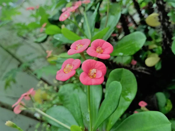 Euphorbia Květ Růžovou Barvou Zelenými Listy Mají Mělkou Hloubku Pozadí — Stock fotografie