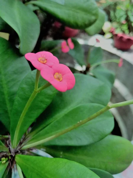 一株粉红色的幼花 园中有绿叶 一株茎连成两朵花 — 图库照片