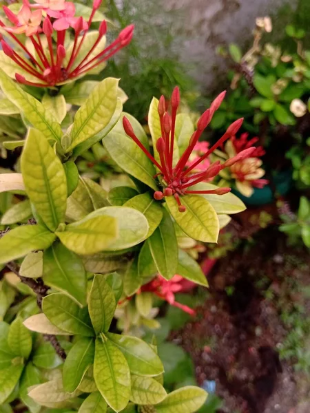 Botões Flor Ixora Cor Vermelha Têm Cor Verde Amarelo Claro — Fotografia de Stock