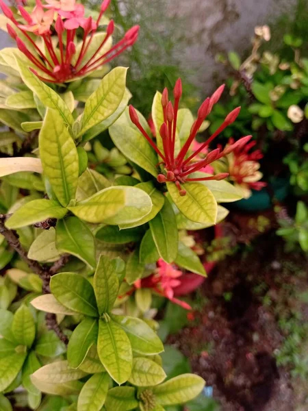 Ixora Flor Botão Cor Vermelha Tem Luz Amarela Cor Verde — Fotografia de Stock