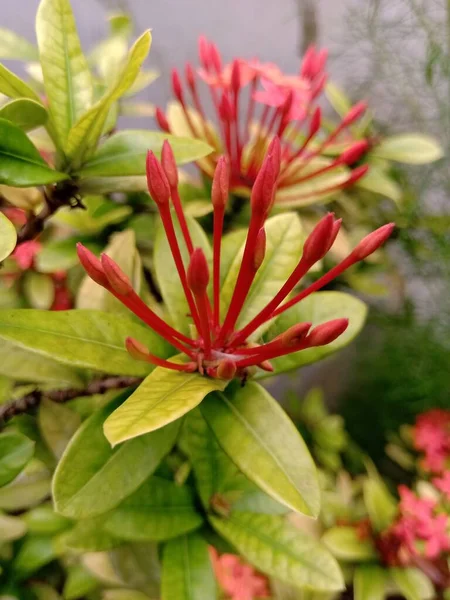 Detailní Záběr Ixora Květinové Pupeny Červené Barvě Mají Světle Žlutou — Stock fotografie