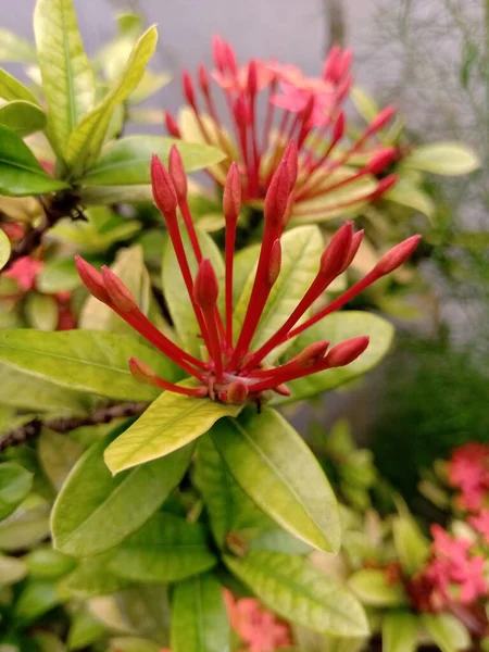 Ixora Flor Botão Cor Vermelha Tem Luz Amarela Cor Verde — Fotografia de Stock