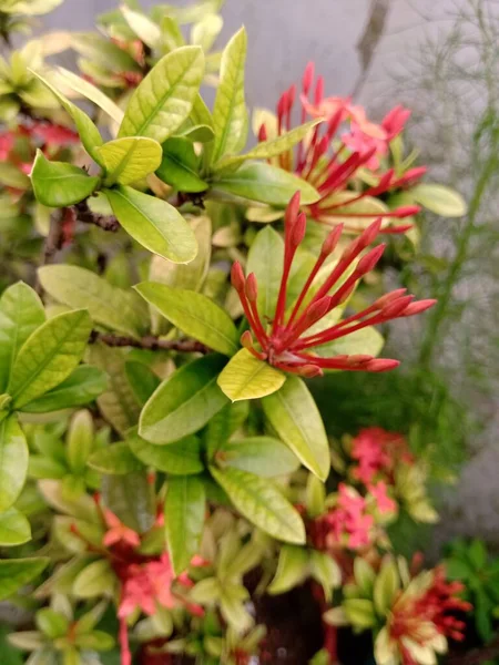 Botões Flor Ixora Cor Vermelha Têm Cor Verde Amarelo Claro — Fotografia de Stock