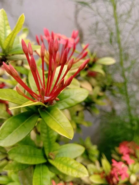 Ixora Flower Buds Red Color Have Light Yellow Green Color — Stock Photo, Image