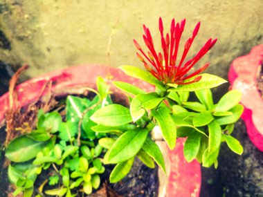 Kırmızı tomurcuklu ve yeşil yapraklı Ixora çiçekleri. Yaprakların üzerinde yeşil ve sarı gölgeler var ve küçükler. Kırmızı boyalı kaplara ekiliyorlar..